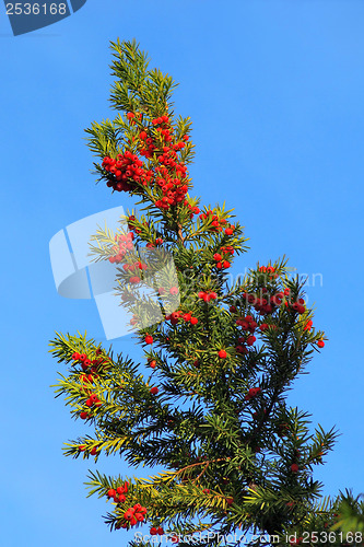 Image of Yew branch with berries