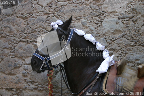 Image of Black Lusitano horse