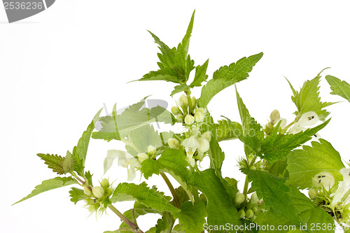 Image of Closeup of stinging nettles