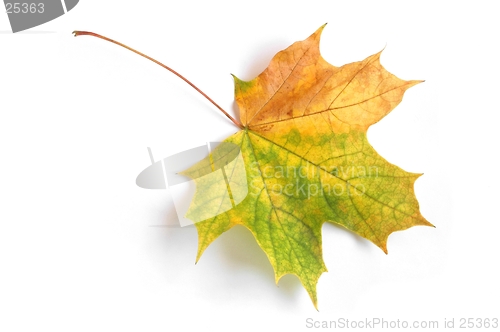 Image of Autumn Leaf