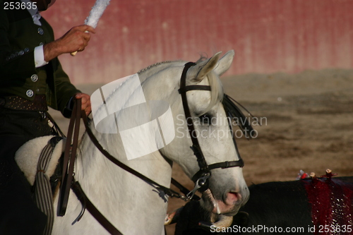 Image of A bullfighters horse