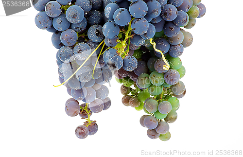 Image of Bunch Grape