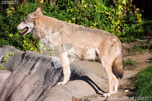 Image of Wolf