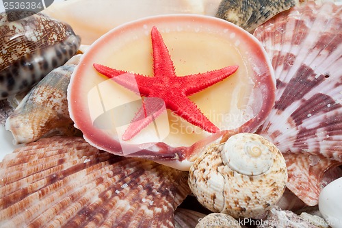 Image of Seashells