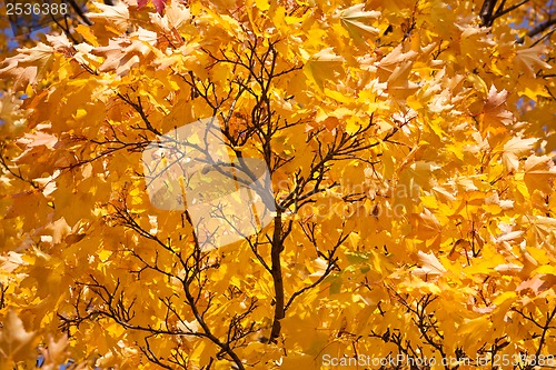 Image of Autumn