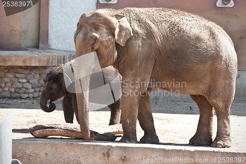 Image of Elephant