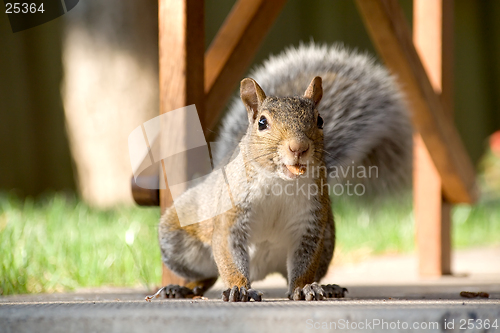 Image of Closeup of gray squirrel with nut