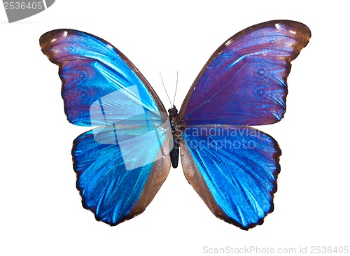 Image of Butterfly Morpho Didius