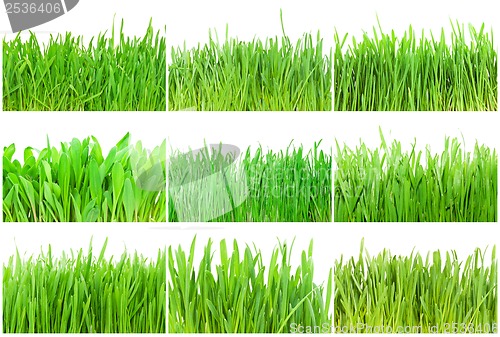 Image of Green grass