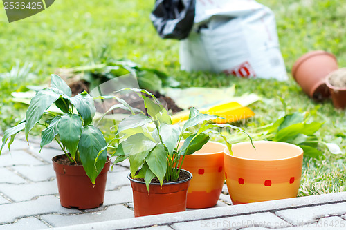 Image of flowers in pot outdoor