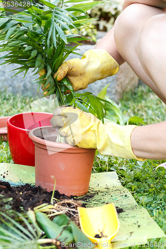 Image of gardening with rubber yellow gloves