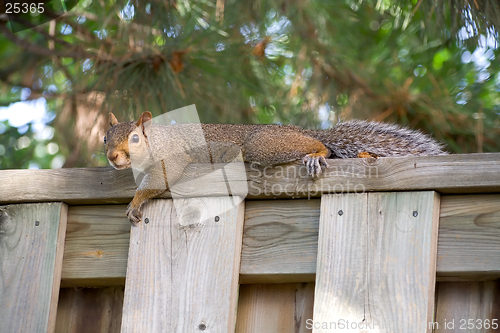 Image of Squirrel taking it easy on a fence