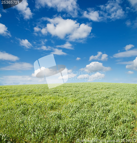 Image of field of grass and cloudy sky