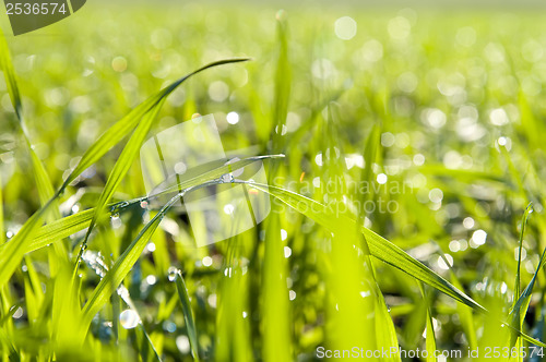 Image of green grass close up with water drops