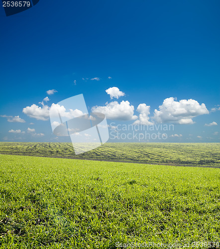 Image of green field under deep blue sky with clouds