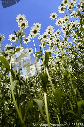 Image of flower