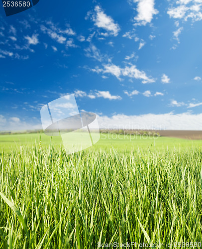 Image of field of green grass and blue sky