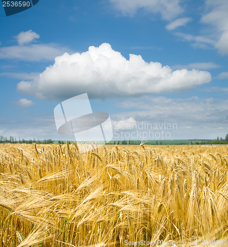 Image of gold ears of wheat under sky
