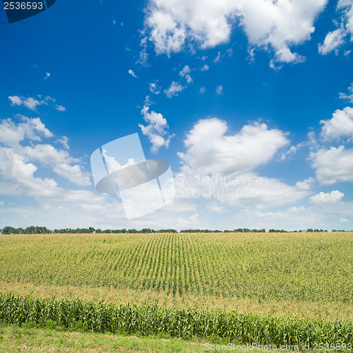 Image of green maize field