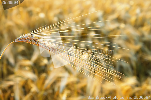Image of golden wheat ear