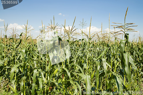 Image of corn field
