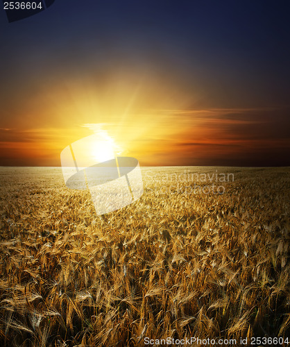 Image of field with gold ears of wheat in sunset