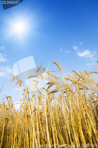 Image of field with gold ears of wheat with sun