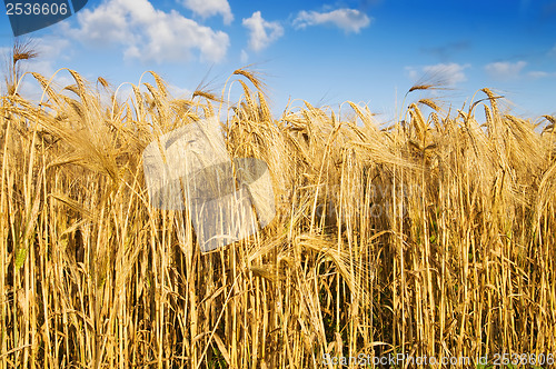 Image of field with gold ears of wheat