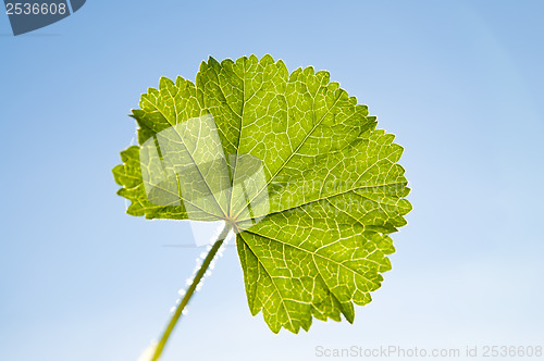 Image of green leaf on sky background sun against