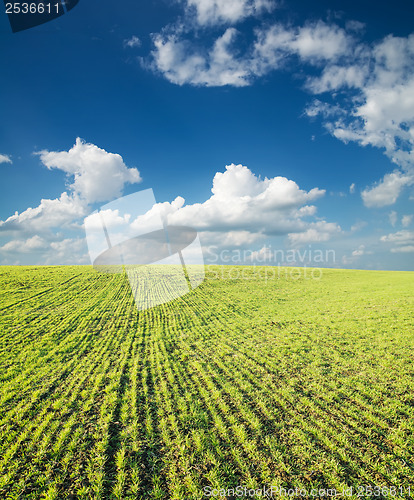 Image of field of green grass and blue sky