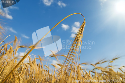 Image of gold ears of wheat with sun