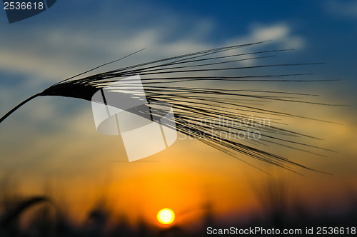 Image of ears of ripe wheat in sunset