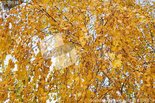 Image of autumn leaves