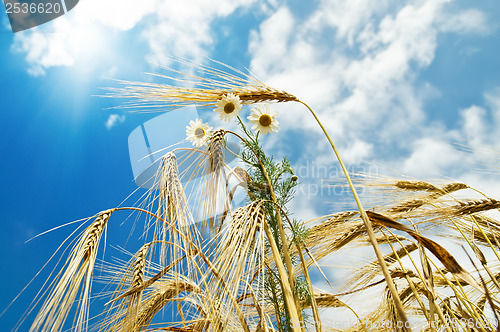 Image of field with gold ears of wheat