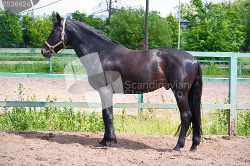 Image of Horse