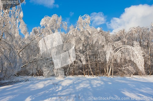 Image of Winter forest
