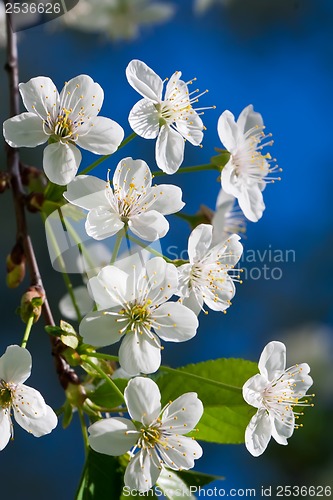 Image of Apple flowers
