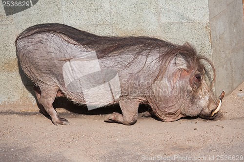 Image of Warthog