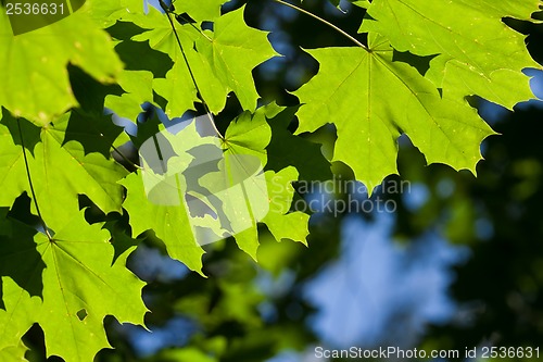 Image of Leaves background