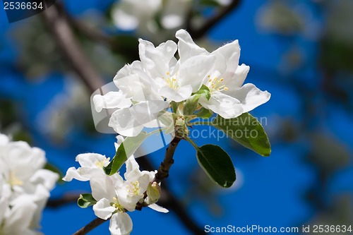 Image of Apple flowers