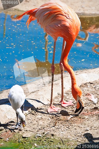 Image of Flamingo