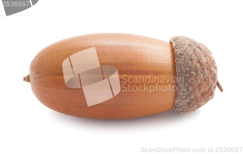 Image of Acorn