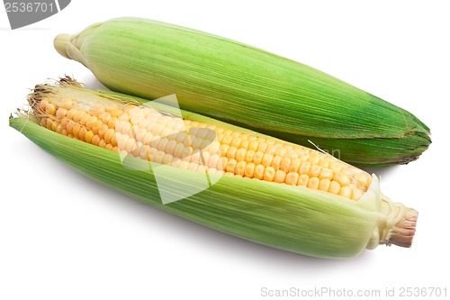 Image of Corn