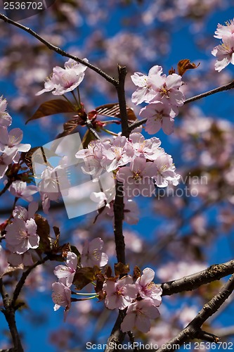 Image of Cherry blossom