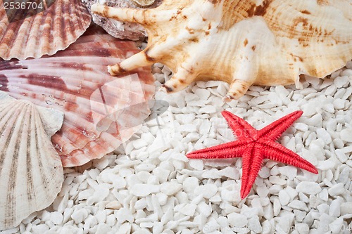 Image of Seashells