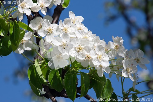 Image of Apple flowers