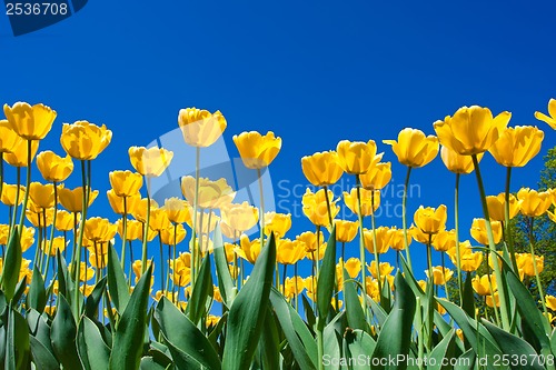 Image of Tulip flowers