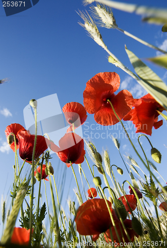 Image of poppy field