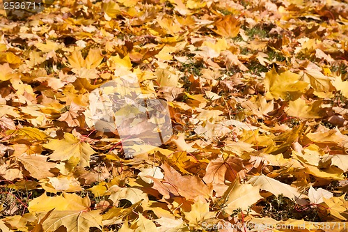 Image of Autumn