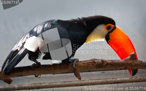 Image of Toucan